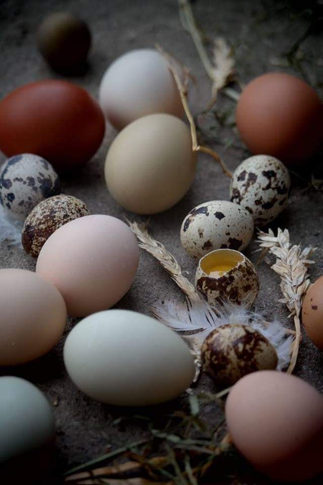 Tunhøns og fargerike egg