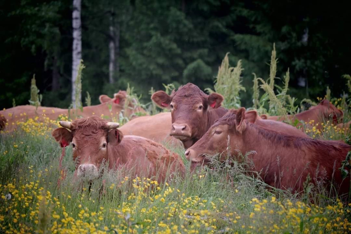 Limousin